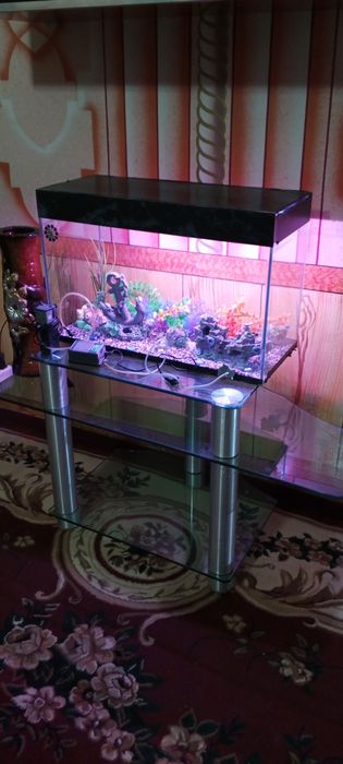 akvarium hamma narsasi bilan 100l