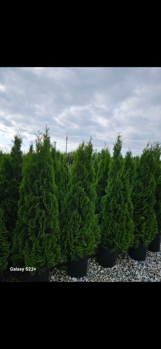 Vând tuia smaragd de mai multe dimensiuni