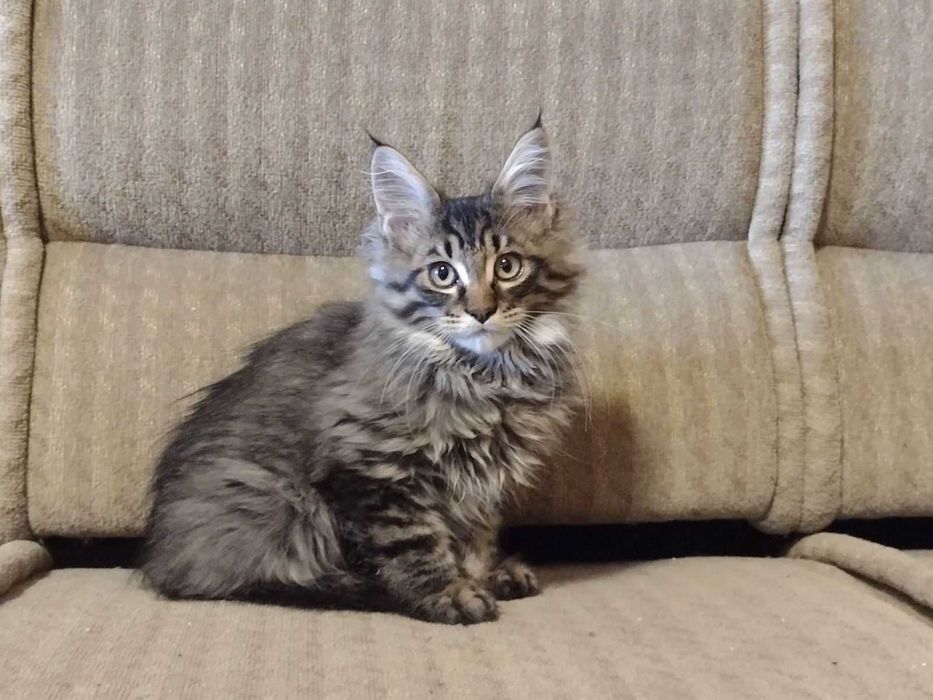 Мъжки котета Мейн Куун