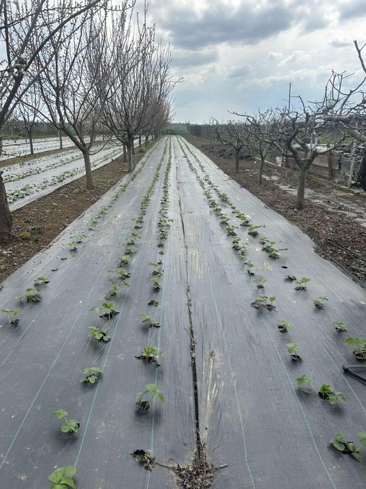 Stoloni capsuni, soiul vibrant