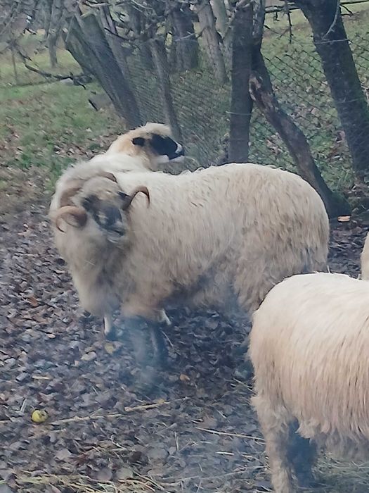 Berbec bucalau de vanzare