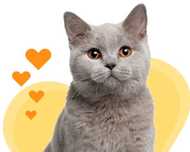 Ingrijire animale de companie (catsitter)