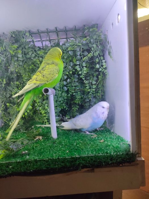 Diferite specii papagali și canari