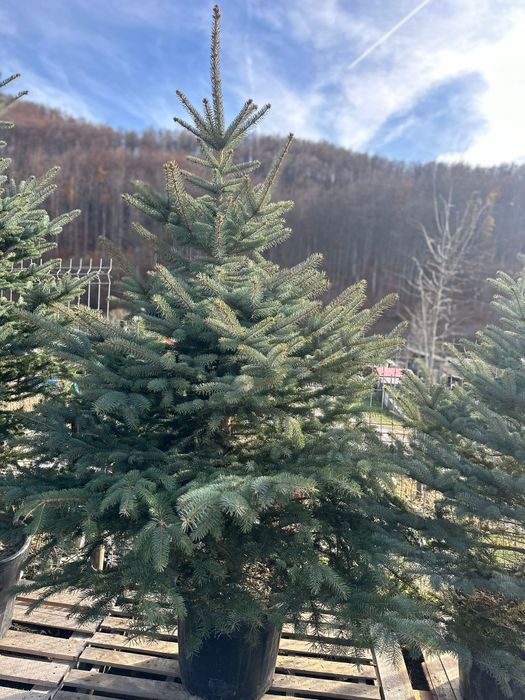 Molid argintiu/ brad