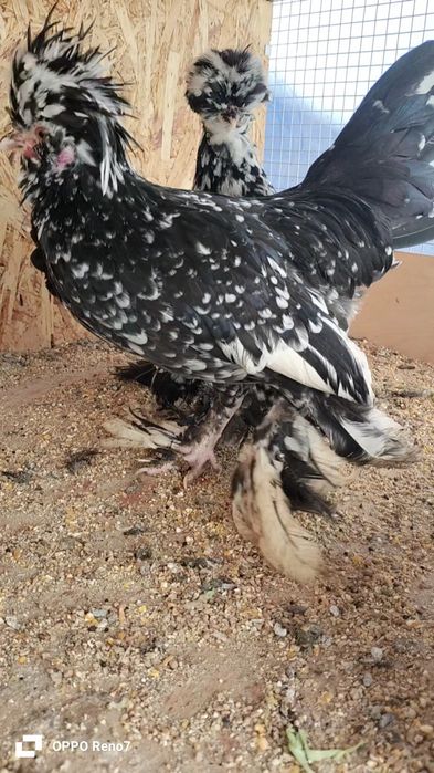 Kares joʻjalar sotiladi