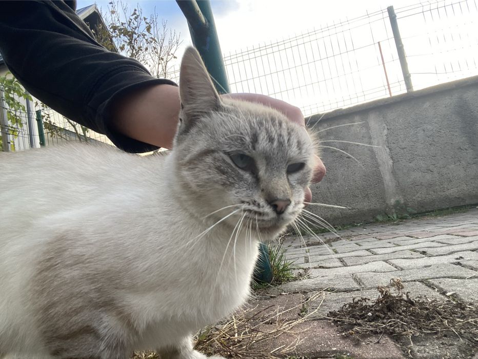 2 pisici spre adoptie