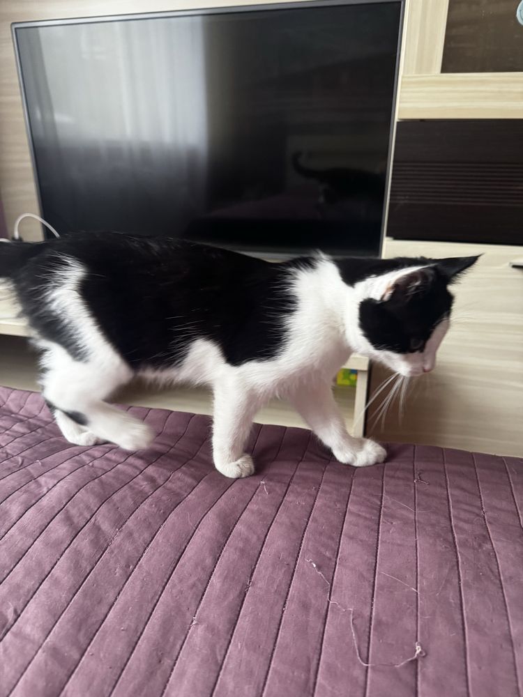 Отдам котенка  девочку