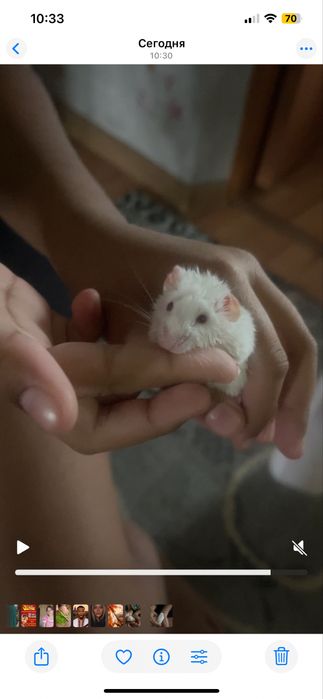 Отдам в добрые хорошие руки мышонка