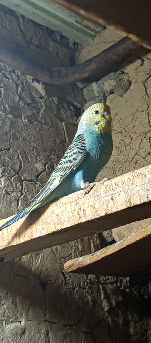 Срочно продам молодых попугаев