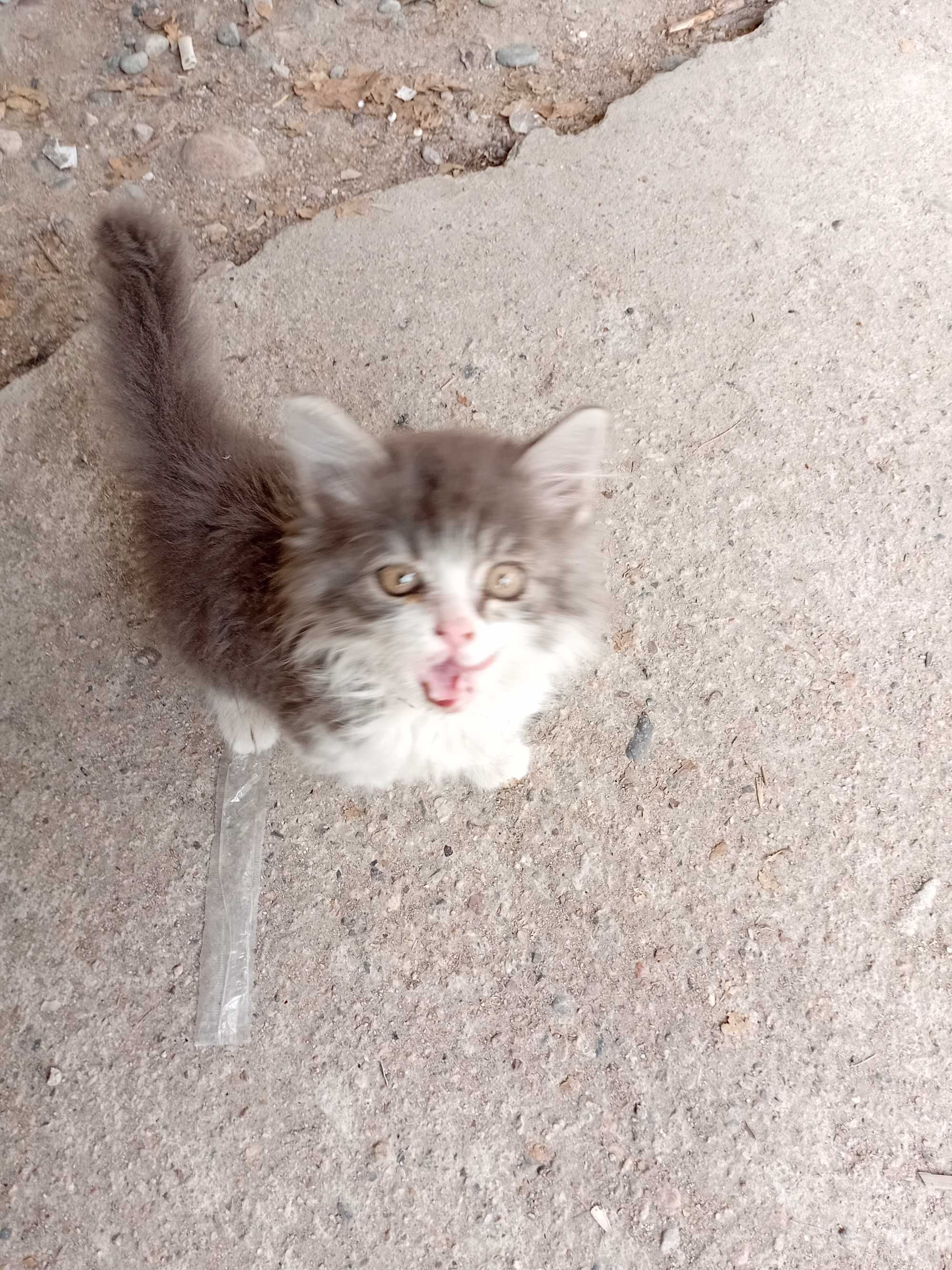 Бесплатно котята
