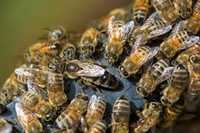 Familii de albine