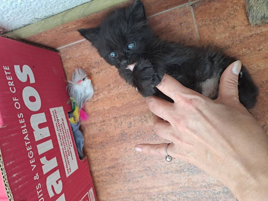 Подарява се коте