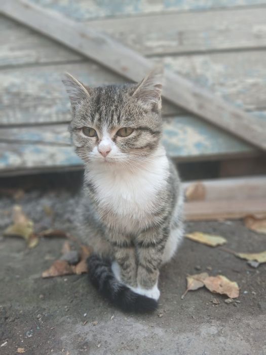 Отдам котенка девочка