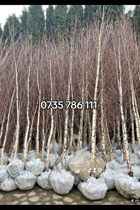 Vând plante ornamentale la preț de producător