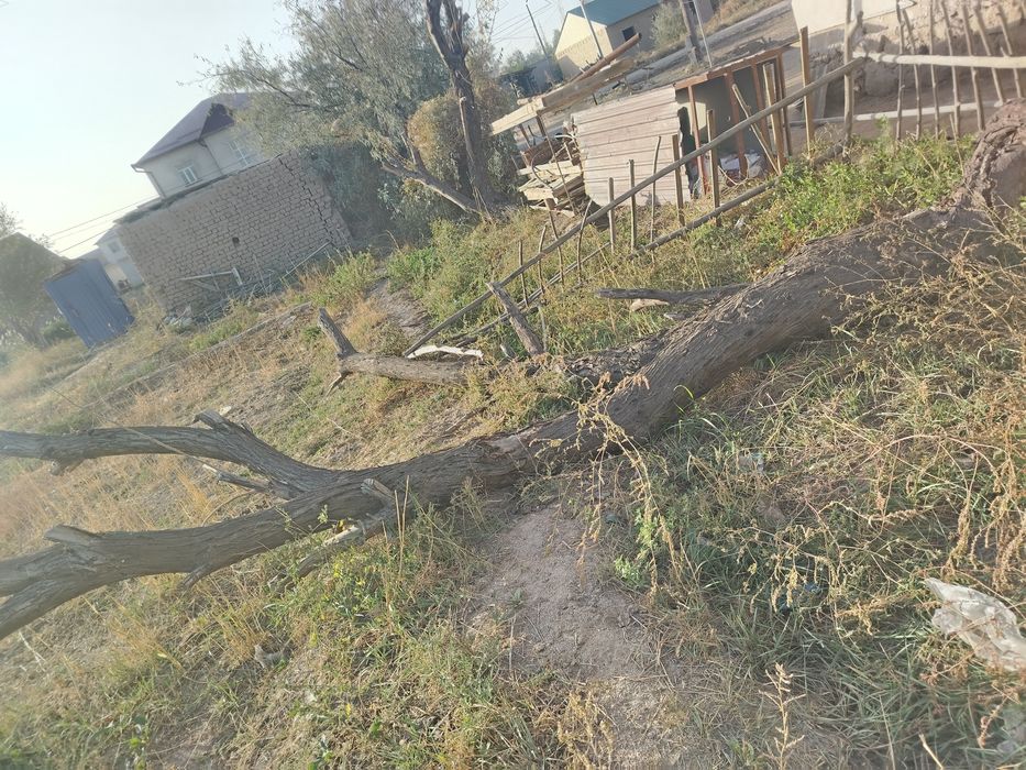 Ири отын сатылады