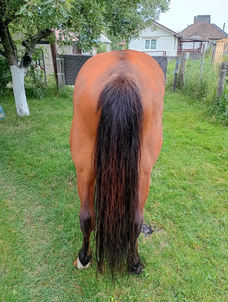 Vând cal de șase ani blând din toate punctele de vedere trage l