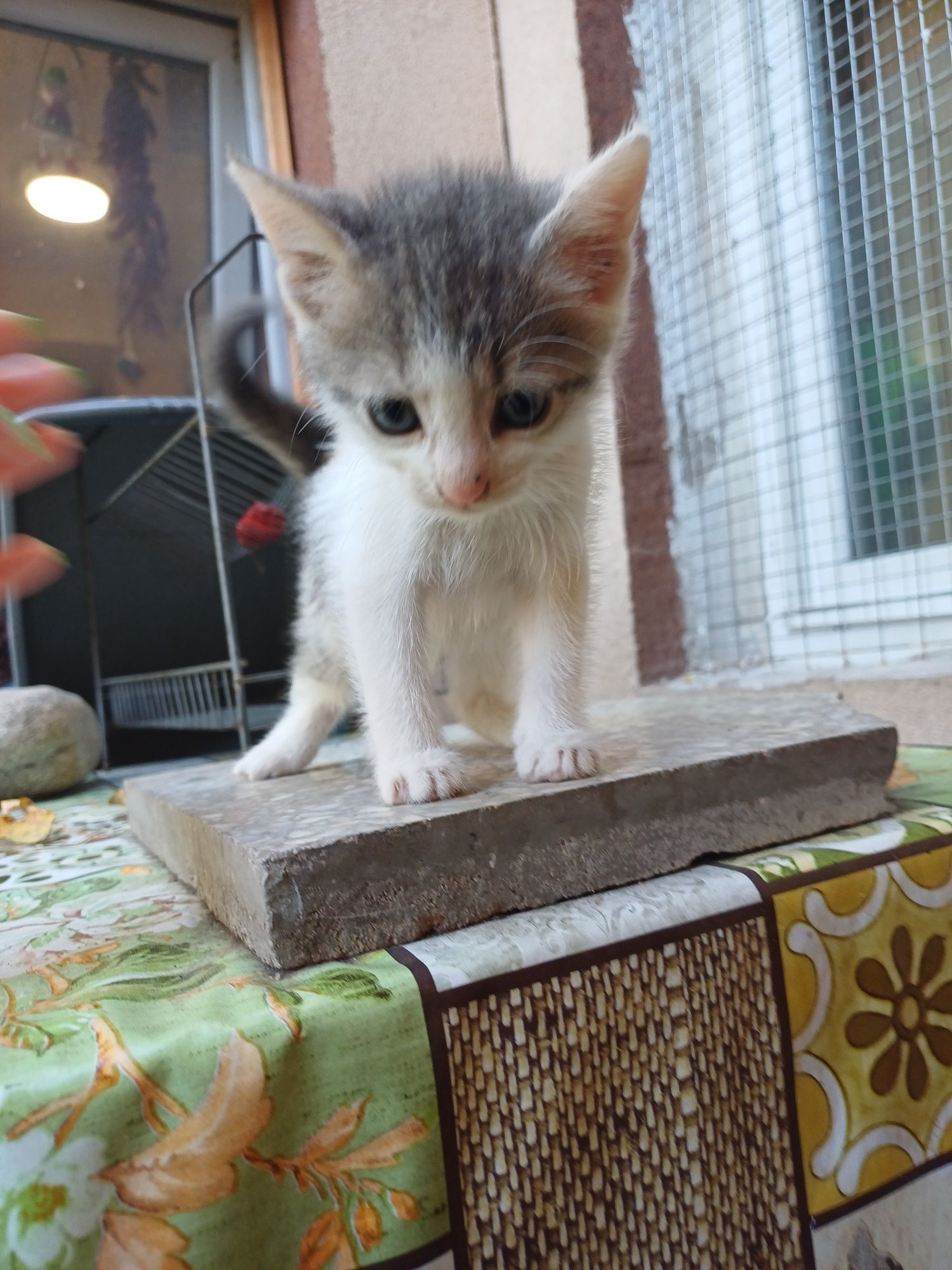 Подарявам женски котета на 2 месеца