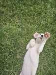 Pui Dog Argentino !