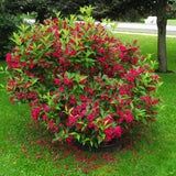 Weigela  all summer monet tip pomisor