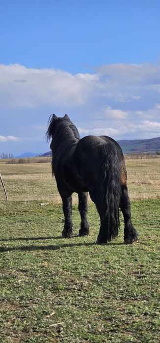 Mânz 2,5 ani in Brasov