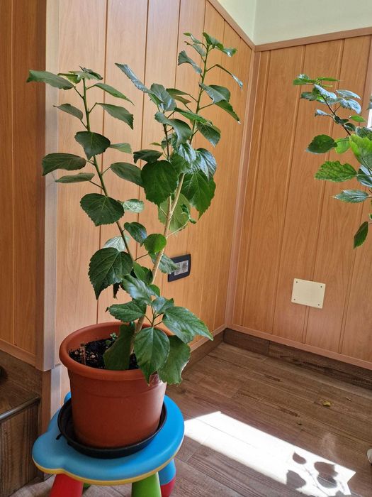 Trandafir Japonez -  aprox 75 cm