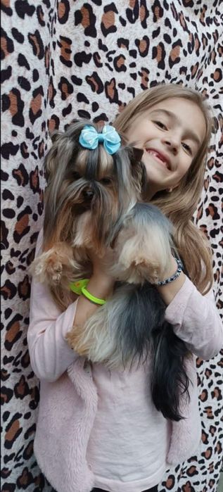 Йоркширски териер мини йорки