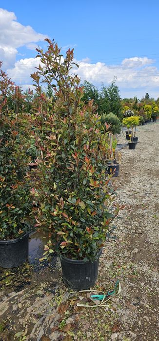 Magnolia grandiflora- photinia red robin- leylandi
