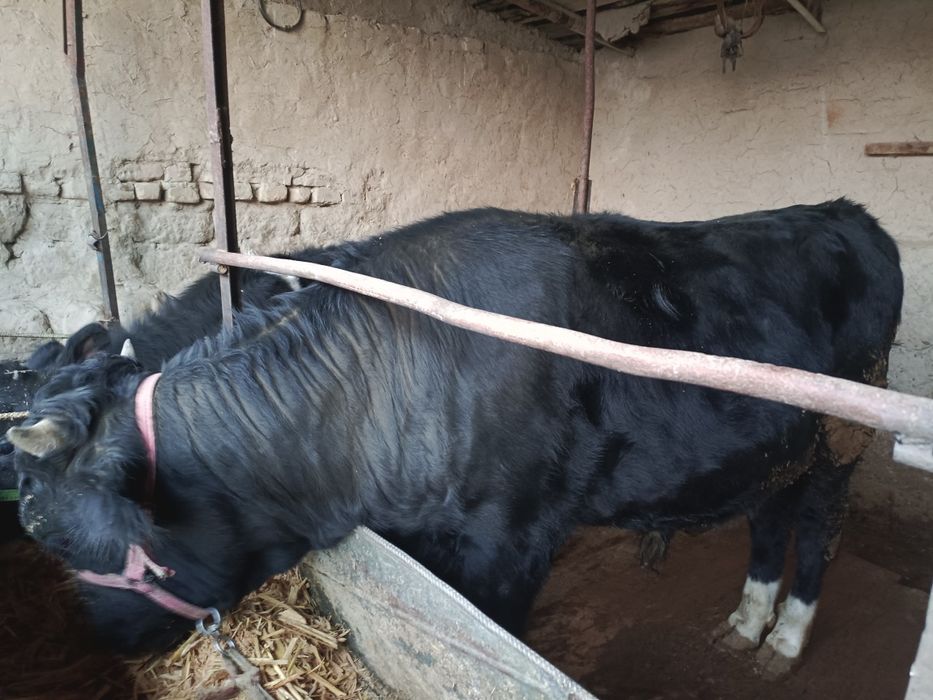 Бука , хуккуз, 1,5 ёш