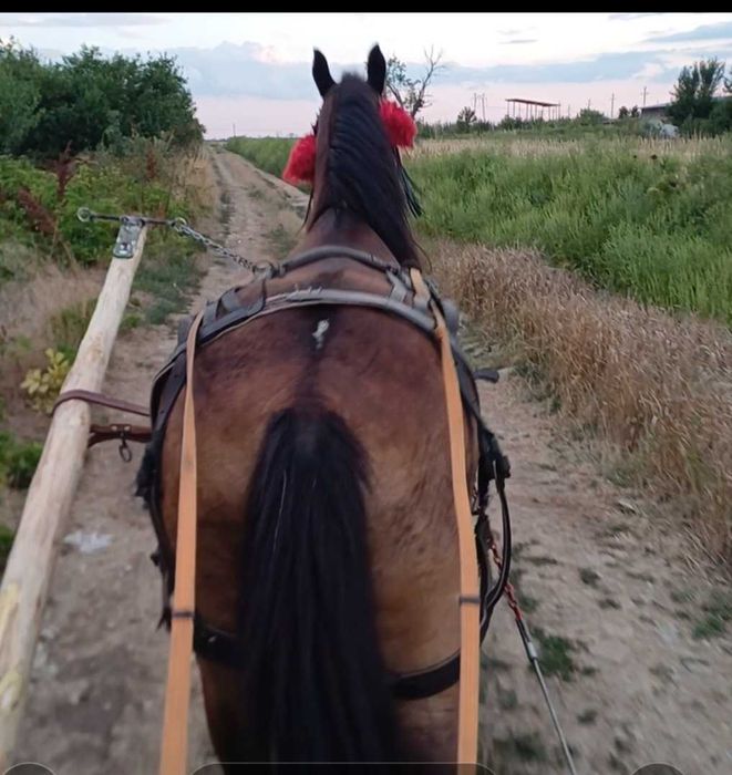 Vând cal de pădure