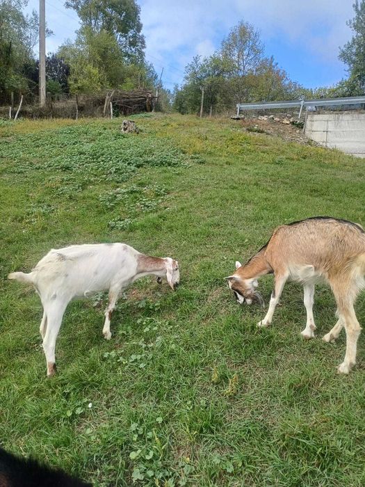 Vand capre tinere 400 lei bucata