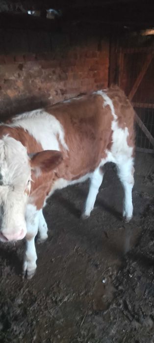 Vițea bălțată românească