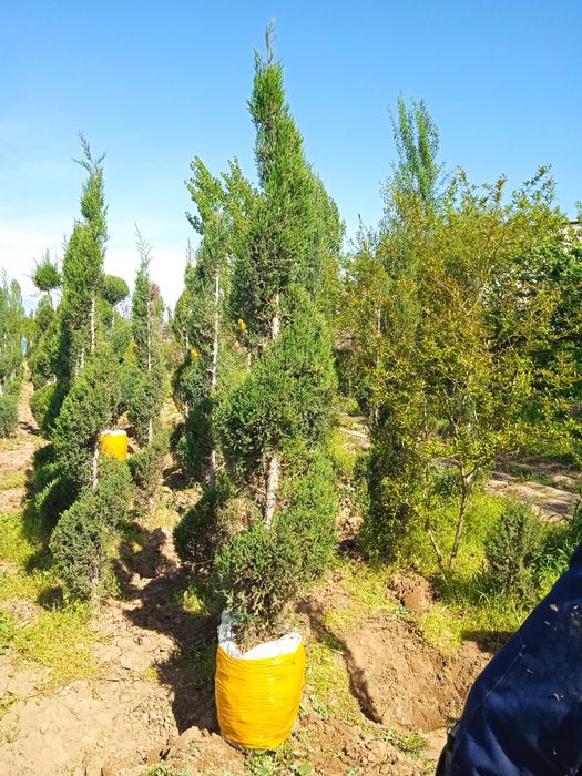 Арча гул кучатлари