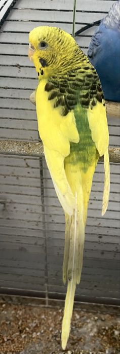 Vând peruși deoarece nu mai sm timp să îi cresc se vinde cu 50 ron