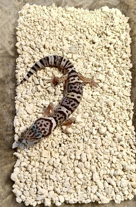 Vand gecko- leopard