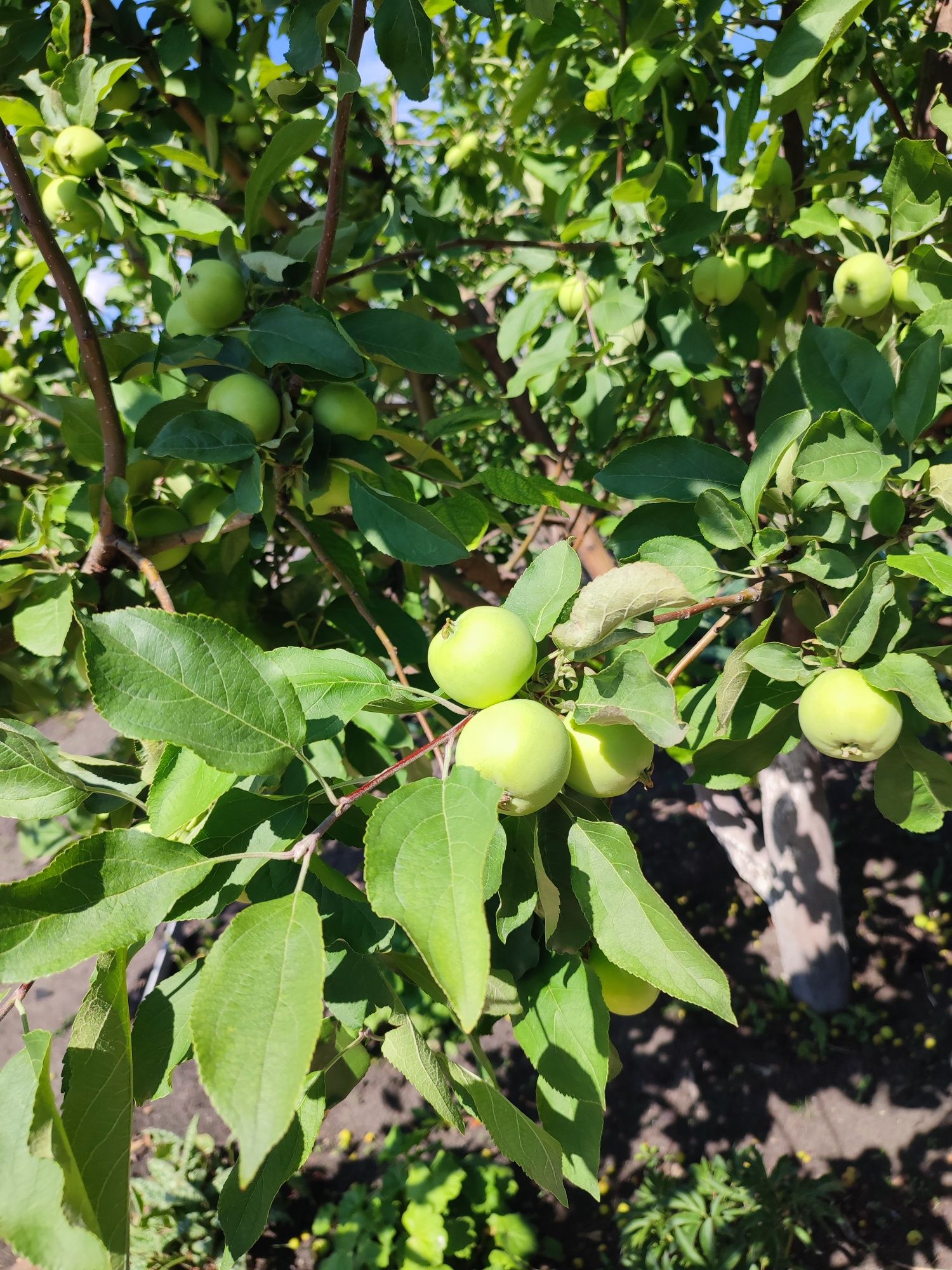 Продам дачу в обществе ,, Лада "