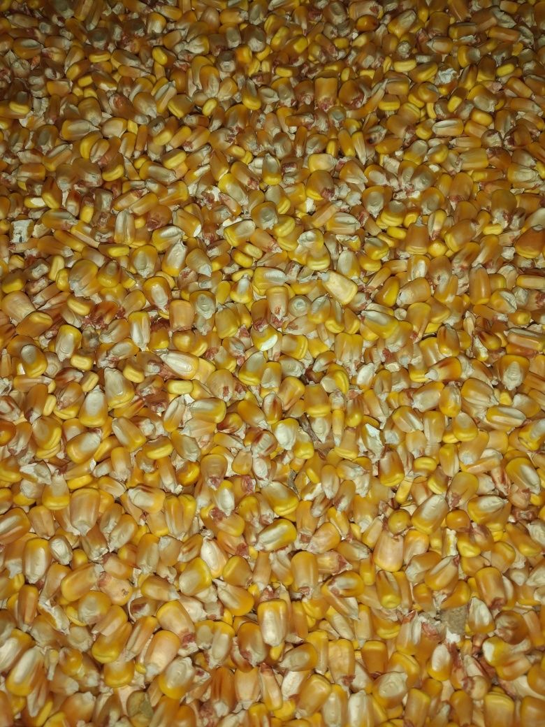 Vând diverse cereale