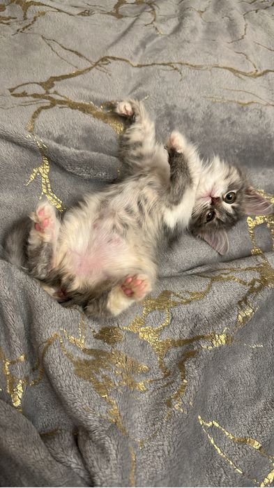 Котенок мальчик 1мес