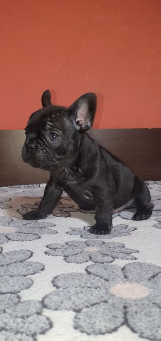 Френски булдог,френски булдочета