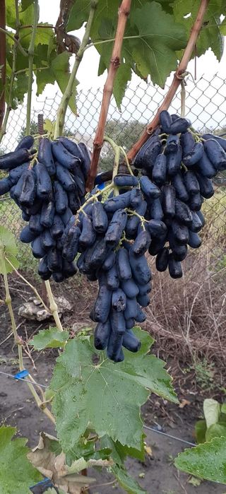 Avatar vita de vie fără semințe