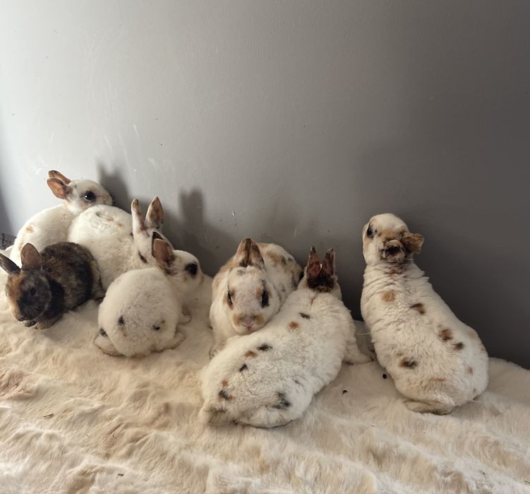 Iepuri rex pitic tricolor