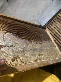 Rame cladite de albine cu miere