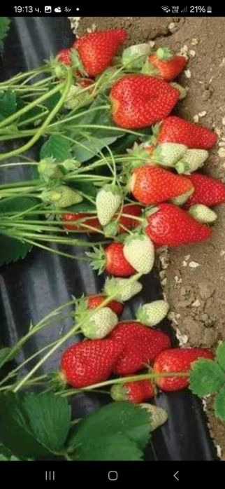 Продавам разсад ягоди и малини