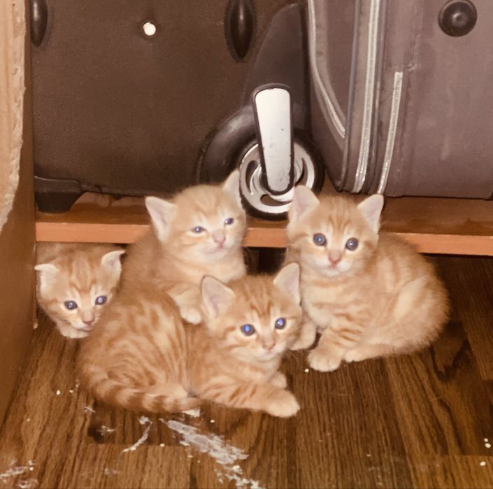 Адам в добрые руки