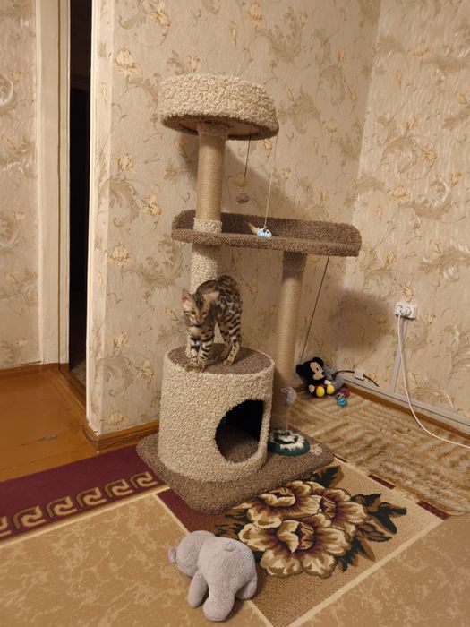 Домик для кошек. Игровой комплекс. Зоодомики