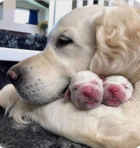 Щенки Голден Ретривера. (Золотистый Ретривер).