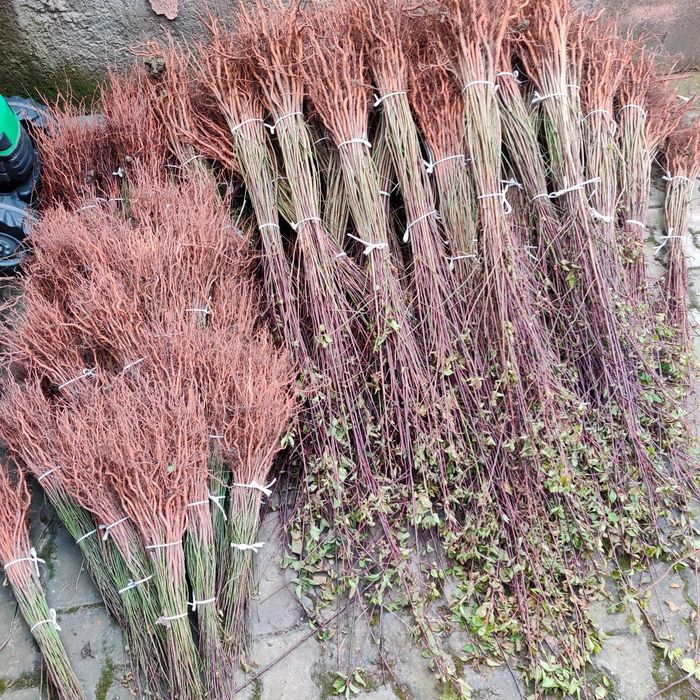 Marcote.Pomi cat.ll prun și nuci.