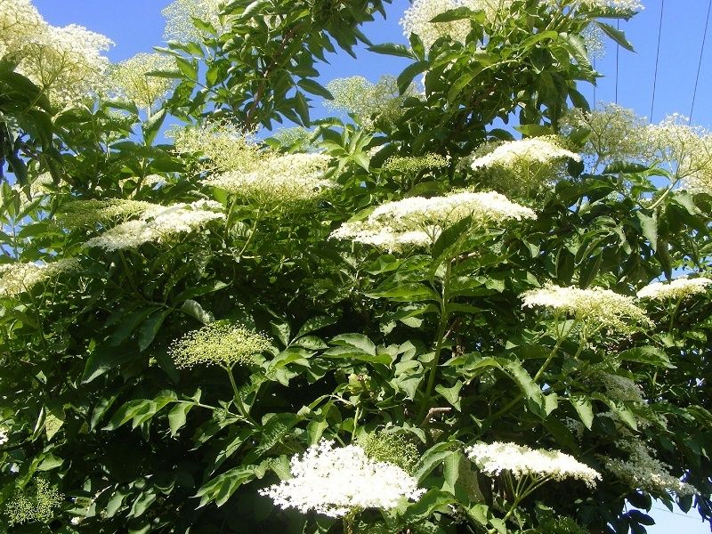 Arbuști Oramentali  (Soc )