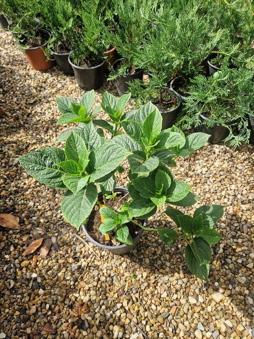 Hortensie  ''Adria''  Hydrangea