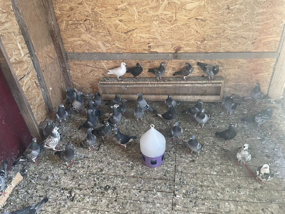 Vand porumbei viiajori inelati