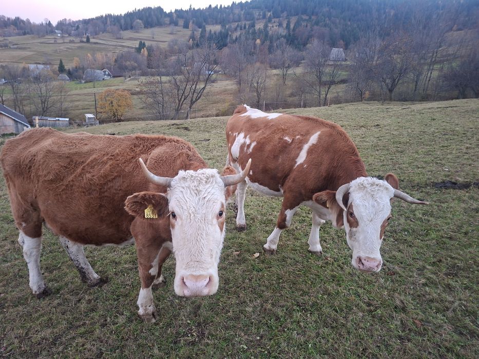 Vaci de vanzare baltata